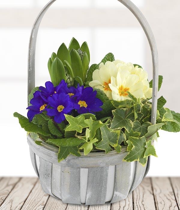 Spring Primrose Basket