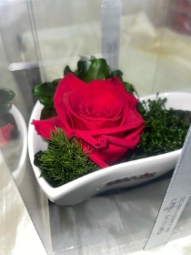 Preserved red rose (C)